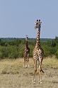 039 Kenia, Masai Mara, giraffes